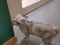 -飞行喵MR PILOT|猫舍·猫咖(静安大融城店)