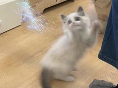 -有喵·猫咖·狗咖·30几只猫10只小狗(岗厦店)