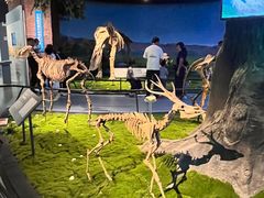 -安徽省地质博物馆