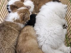 -Let's go狗咖·猫咖·奶狗·桌游(春熙路IFS店)