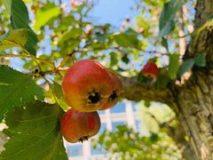 -南阳建业森林半岛假日酒店