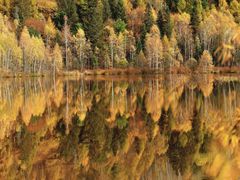 -五营红松林海景区