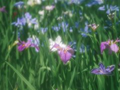 -上海共青森林公园