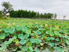 -滆湖低碳生态公园