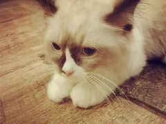 -猫色咖啡·猫咖