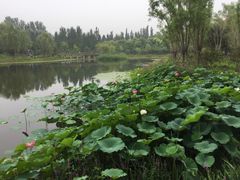 -东郊湿地公园