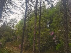 -硗碛藏寨·神木垒景区