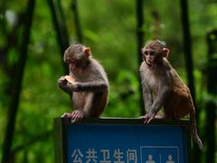 -黔灵山公园