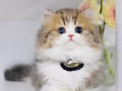 -lincat·猫舍(广州店)