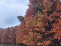 -上海海湾国家森林公园