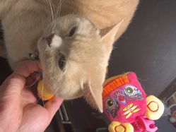 点击看大图 -米迪婚礼