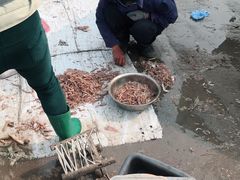 -青岛沙子口国家中心渔港