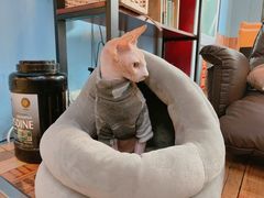 -猫咪咖啡·猫咖(万达广场店)