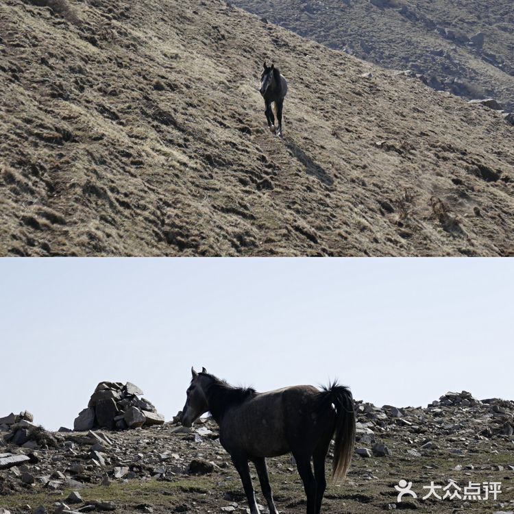 带着毛孩子🐶去灵山露营⛺️体验季节变化吧[加油]