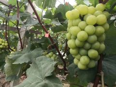 -马陆小张葡萄园农家乐