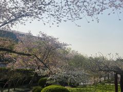 -嘉定紫藤园