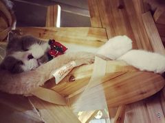 -共舞时光猫咖·狗咖(新街口店)