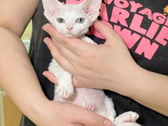 -十年猫舍·猫咪专门店(普陀店)