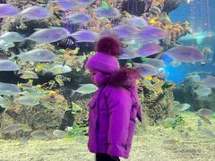 -沙沙哗啦海洋馆(华宇百花谷店)