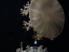 -欢乐海岸海洋奇梦馆
