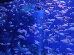 -成都浩海立方海洋公园