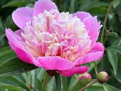 -黑龙江省森林植物园