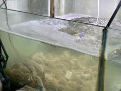 -海之鲜大排档(东山海鲜金銮湾店)