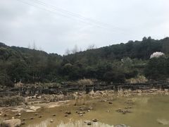 -铁山坪森林公园