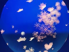 -江和美海洋公园