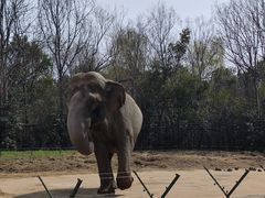 -合肥野生动物园