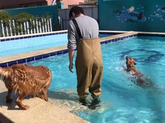 -趣玩宠物乐园寄养训犬训狗游泳池
