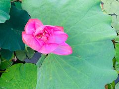 -陈家山荷花公园