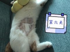 -瑞鹏宠物医院华南总院·夜诊·心脏科·骨科