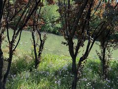 -昆山城市生态森林公园