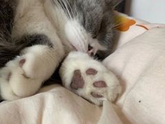 -关爱宠物医院·猫科中心·消化科(滨湖万达分院)