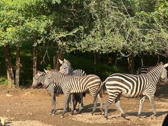 -北京野生动物园