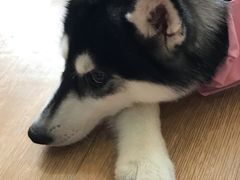 -Husky Go! 哈士奇体验馆·宠物咖啡厅狗咖