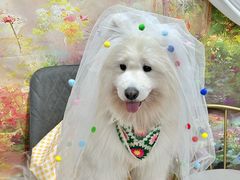 -星多哈·狗咖·拼豆·咖啡