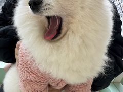 -怪兽屋·羊驼·猫咖·狗咖(俊华广场店)