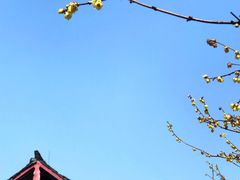 -峨眉山报国寺