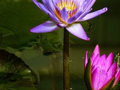 -国家植物园南园