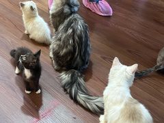 -楼上猫咖(罗湖店)