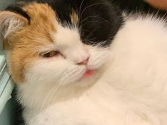 -安格丽娜·狗咖·猫咖羊驼咖(春熙路百盛商场店)