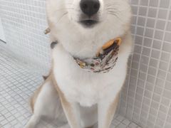 -柴务处·柴犬主题狗咖