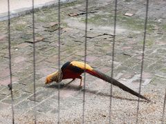 -深圳野生动物园