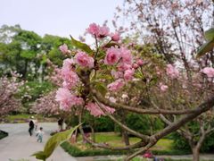 -南山植物园