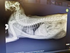 -萌兽医馆·犬猫专科·眼科中心·宠物医院(朝阳门分院)