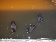 -常州武进九洲喜来登酒店