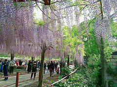 -嘉定紫藤园