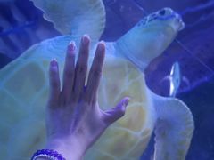 -西安曲江海洋极地公园